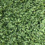 colored infill granules sbr | artificial grass